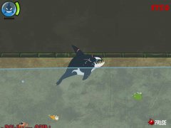 Killer Whale