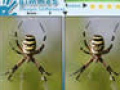 Spot the Difference