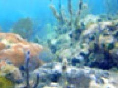 Memory of a Goldfish
