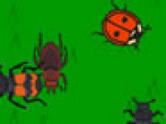 The Lady Bug