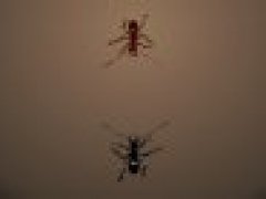 Ant Arena