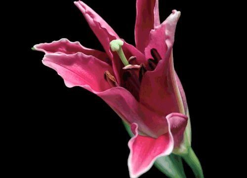 Blossoming flower