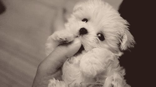 Cutest dog possible!