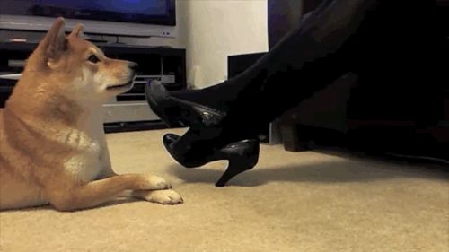 Very obedient dog