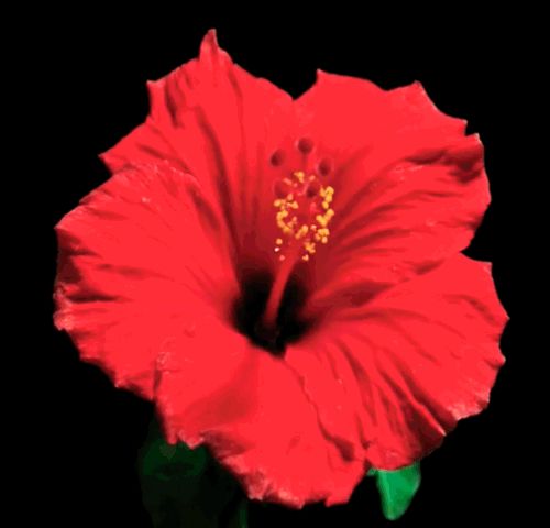 Chinese rose: withering