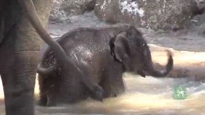 Naughty baby elephant