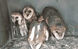 The creepiest birds ever