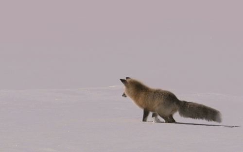 Jump in the snow