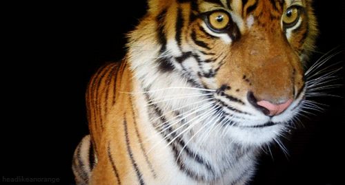 Tiger eyes