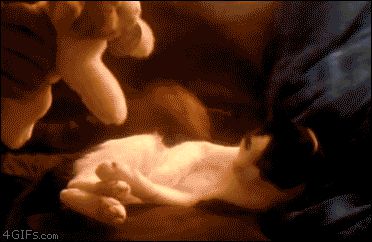 Kitten hugs plush cat
