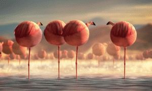 Rolling safari flamingos