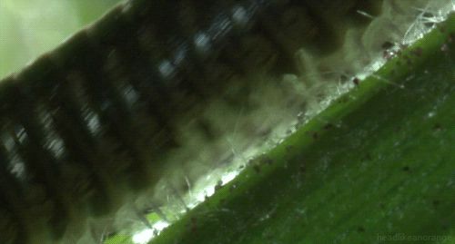 Millipede