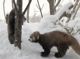 3 red pandas
