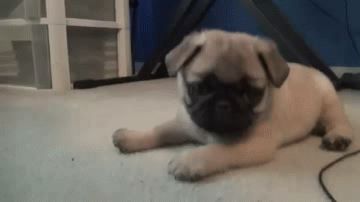 Puppy joy