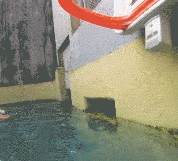 Basketball otter