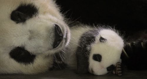 Sleeping pandas