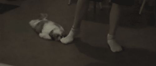 Relentless dog