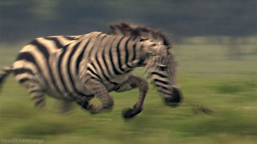 Chasing predator