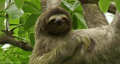 Sloth scratching himself
