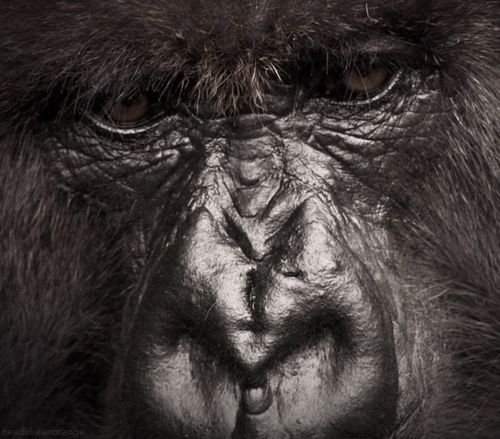 A mountain gorilla