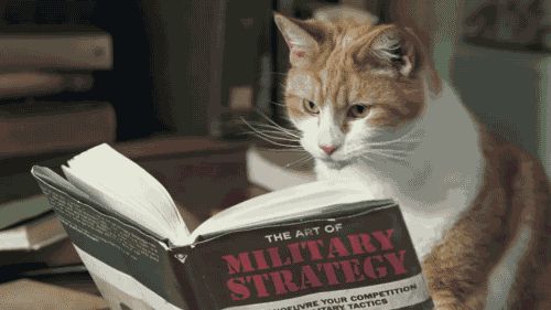 Cats will rule the world