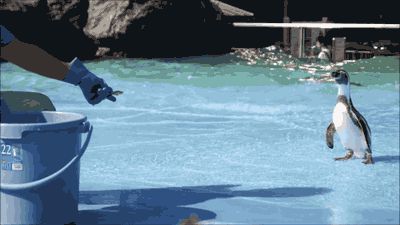 Slipping penguin