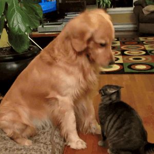 Good cat!
