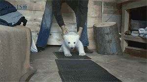 Baby Polar Bear