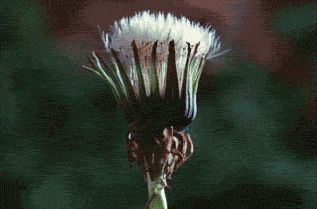 Instant bloom