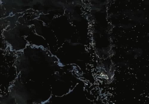 Shark shot from above