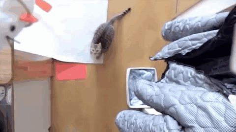 Basketball cat
