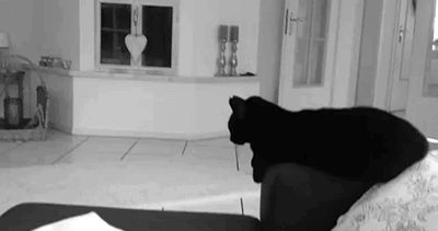 Friendly black cat