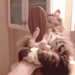 How to brush your hair