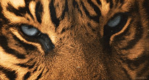 Tiger eyes