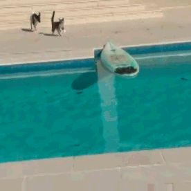 Cat barely escapes jaws