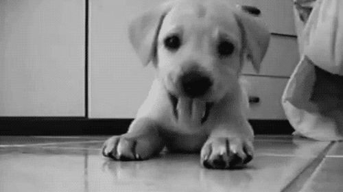 Funny moments with pet