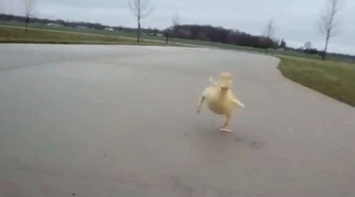 Duck chase
