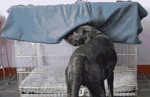 Going to sleep like a boss