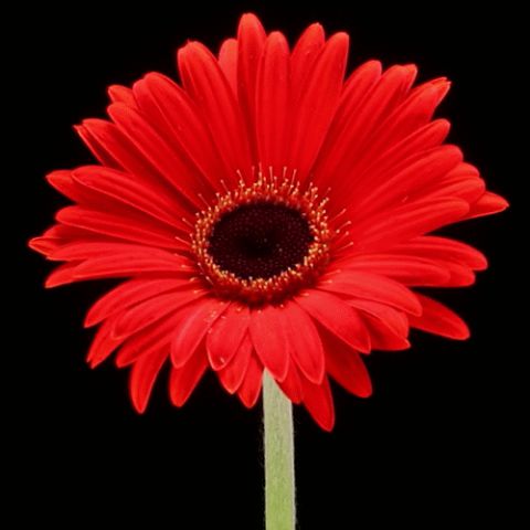 Red flower