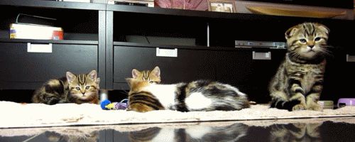 Scared kittens