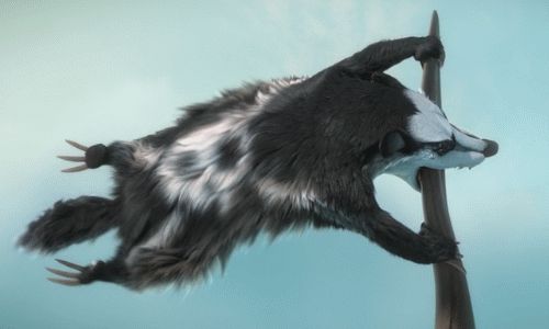 Jolly Roger raccoon