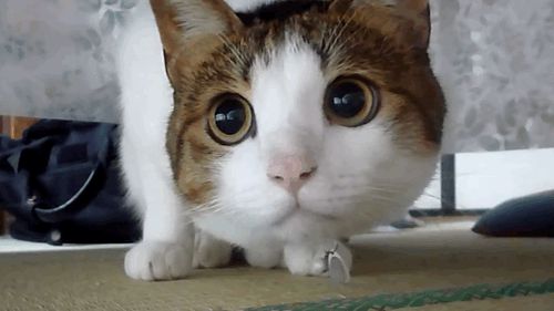 The curious cat