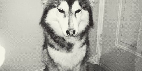 Shy dog