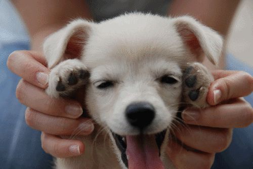 Cute smiling dog