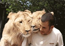 Lion friends
