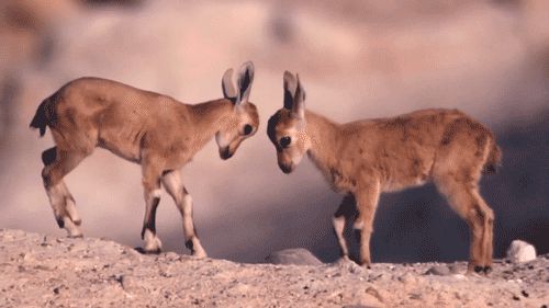 Fight of cuteness