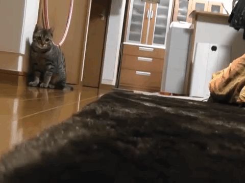 Goalkeeper cat