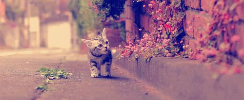 Kitten and pink plants