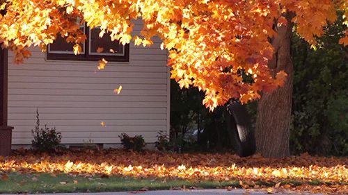 Autumn leaves