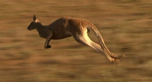 Kangaroo